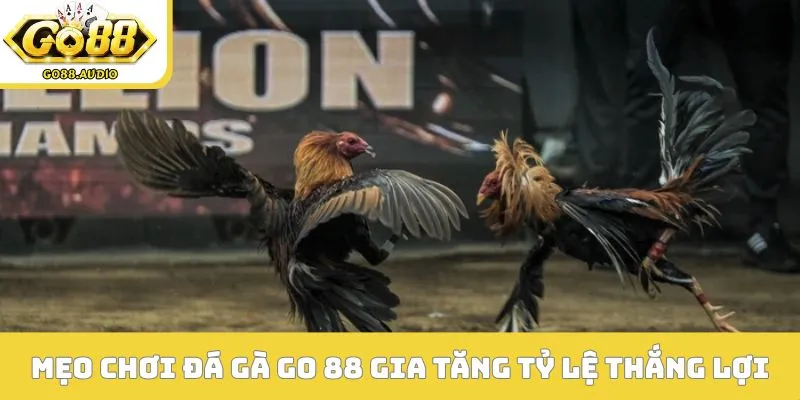 Mẹo chơi đá gà Go 88 gia tăng tỷ lệ thắng lợi
